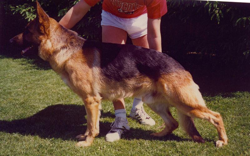 cottontail baby bunnies